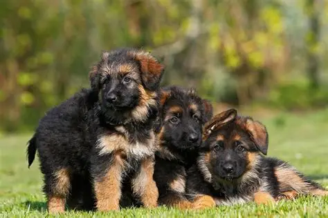 Berger Allemand Chiot