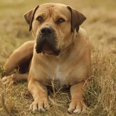 Boerboel Adulte