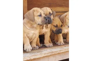Boerboel Chiot