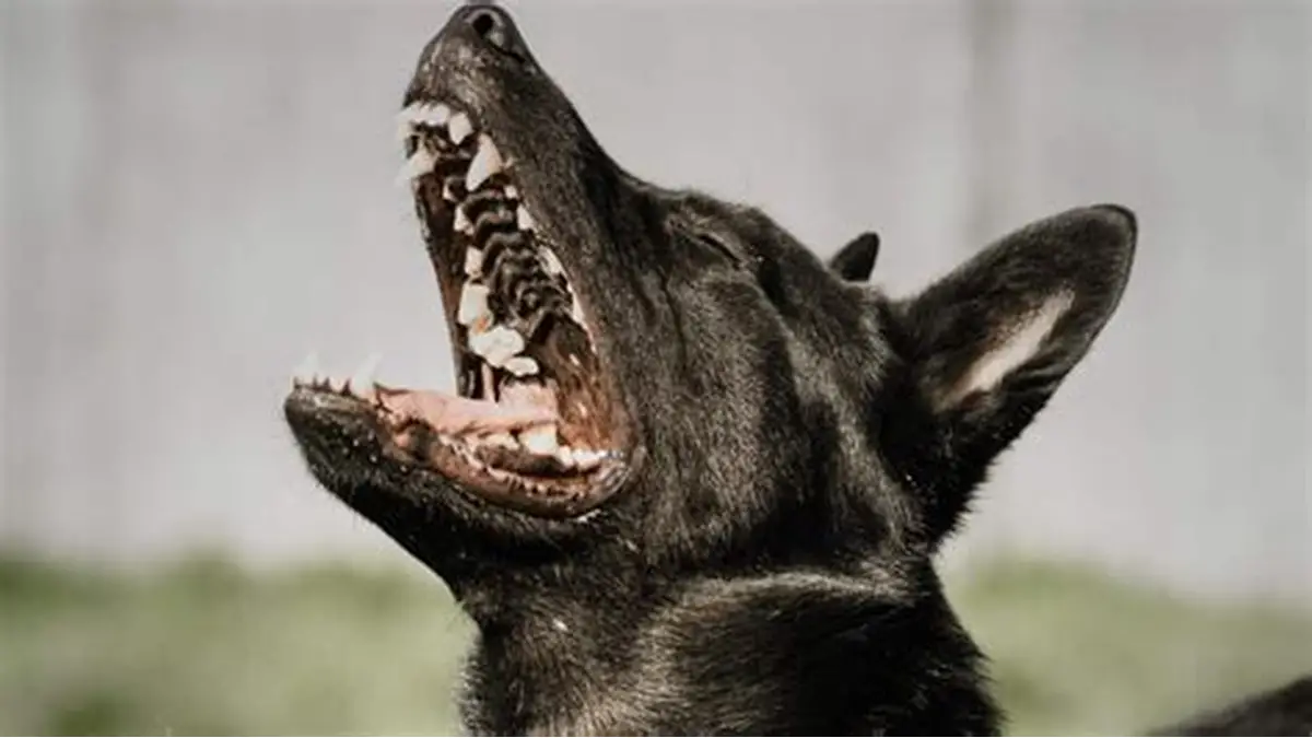 Dressage de l’agressivité