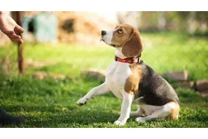 Dressage de l’obéissance