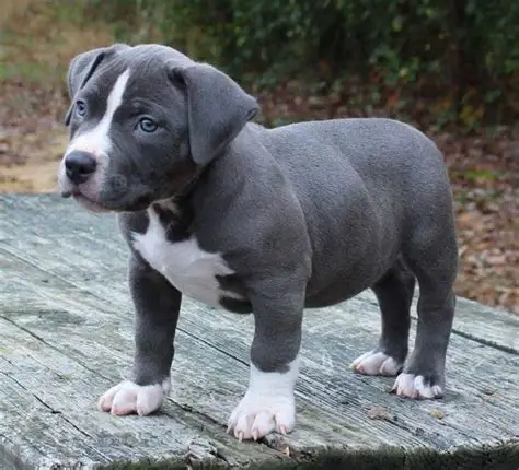 Pit Bull Chiot