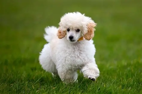 Poodle Chiot